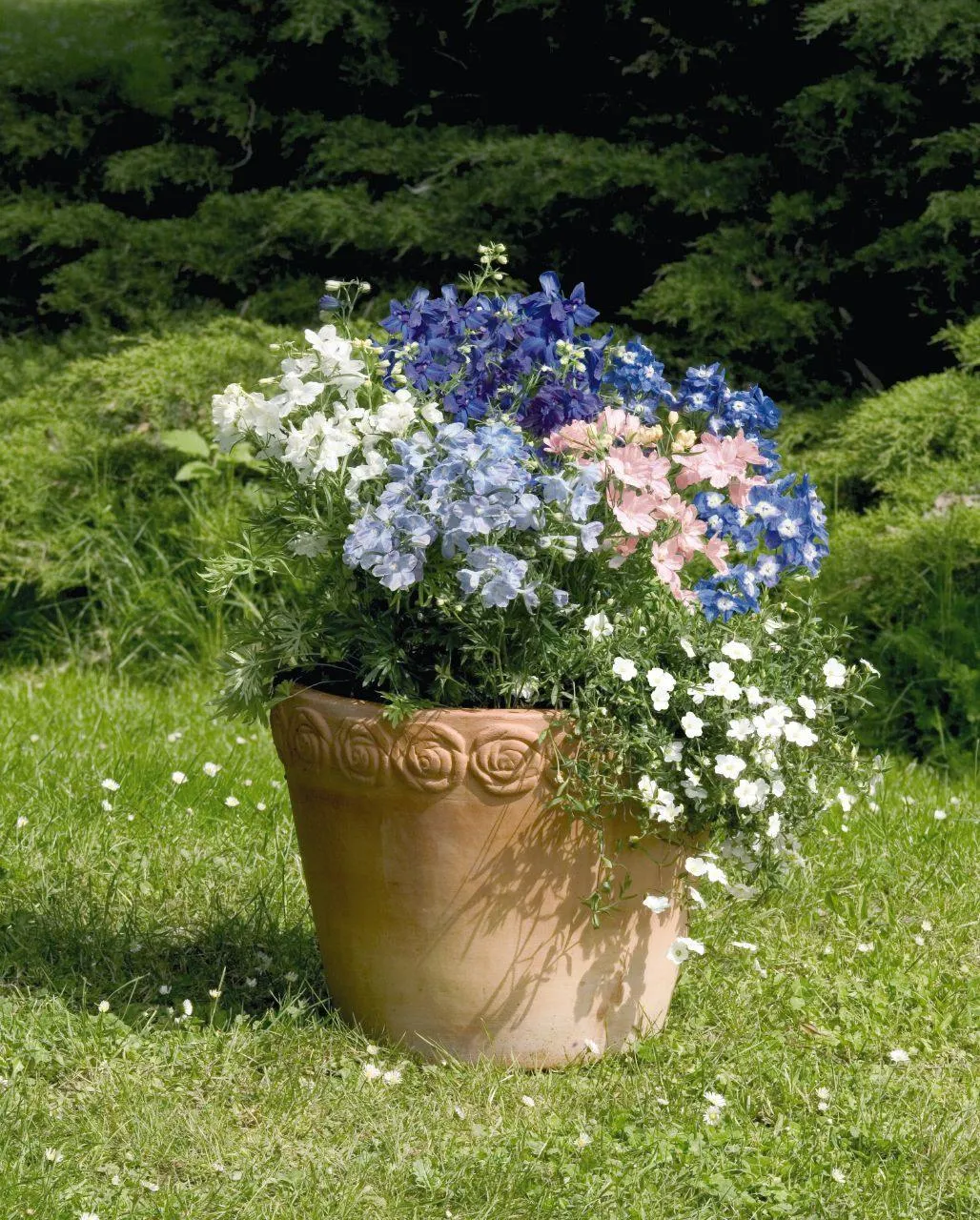 Delphinium Summer Colors Mix Seeds