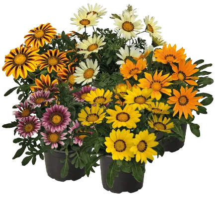 Gazania Zany Mix Flower Seeds