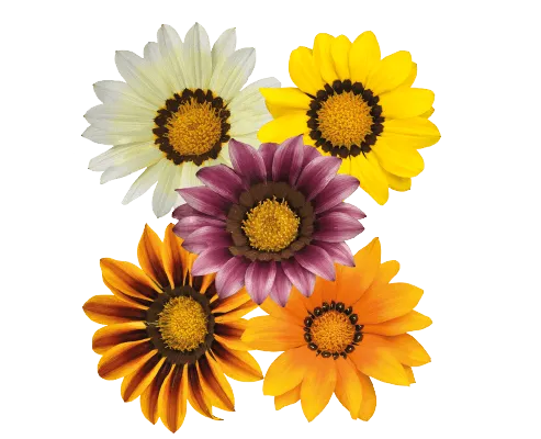 Gazania Zany Mix Flower Seeds