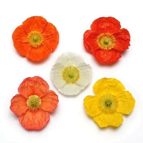 Poppy (Papaver) Champagne Bubbles Mix Flower Seeds
